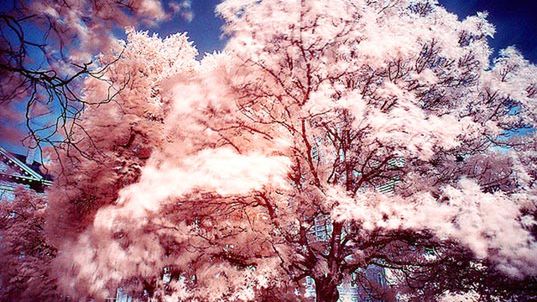 Nanocząstki złota zamienią drzewa w uliczne latarnie 1