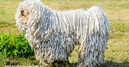 Puli – pies w dredach i mop na czterech łapach