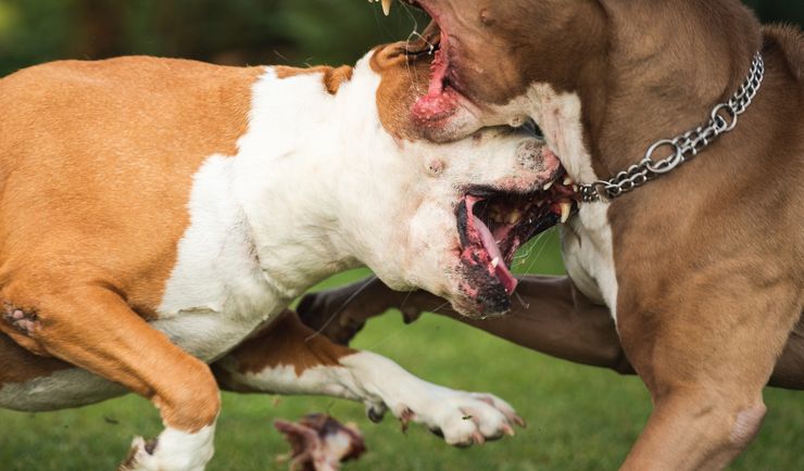 Sulejów. Amstaff rzucił się na rocznego chłopca. Ugryzł go w twarz