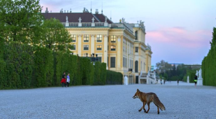 Dziki Wiedeń