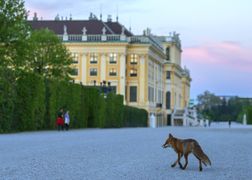 Polsat Viasat Nature HD Dziki Wiedeń