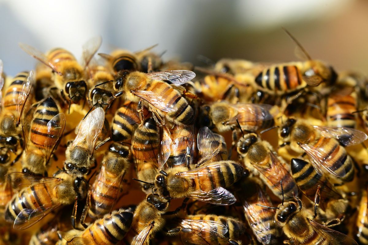 Pszczelarze chcą dopłat za zapylanie. W USA "wypożyczalnie pszczół" to duży biznes
