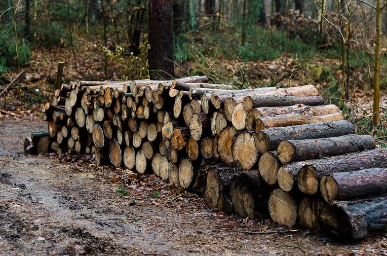 Kryzys w branży drzewnej. Rząd zwraca uwagę na napływ towarów z Ukrainy