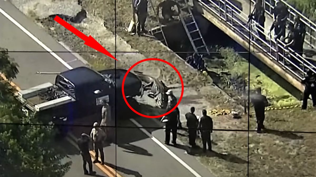 Aligator miał w paszczy ludzkie szczątki 