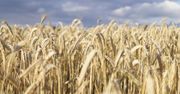 Klęska urodzaju dobije rolników? UE zasypana zbożem
