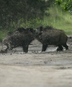 Szalone SPA dzików. Zabawne zdjęcia zostały hitem w sieci