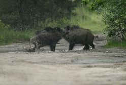 Szalone SPA dzików. Zabawne zdjęcia zostały hitem w sieci