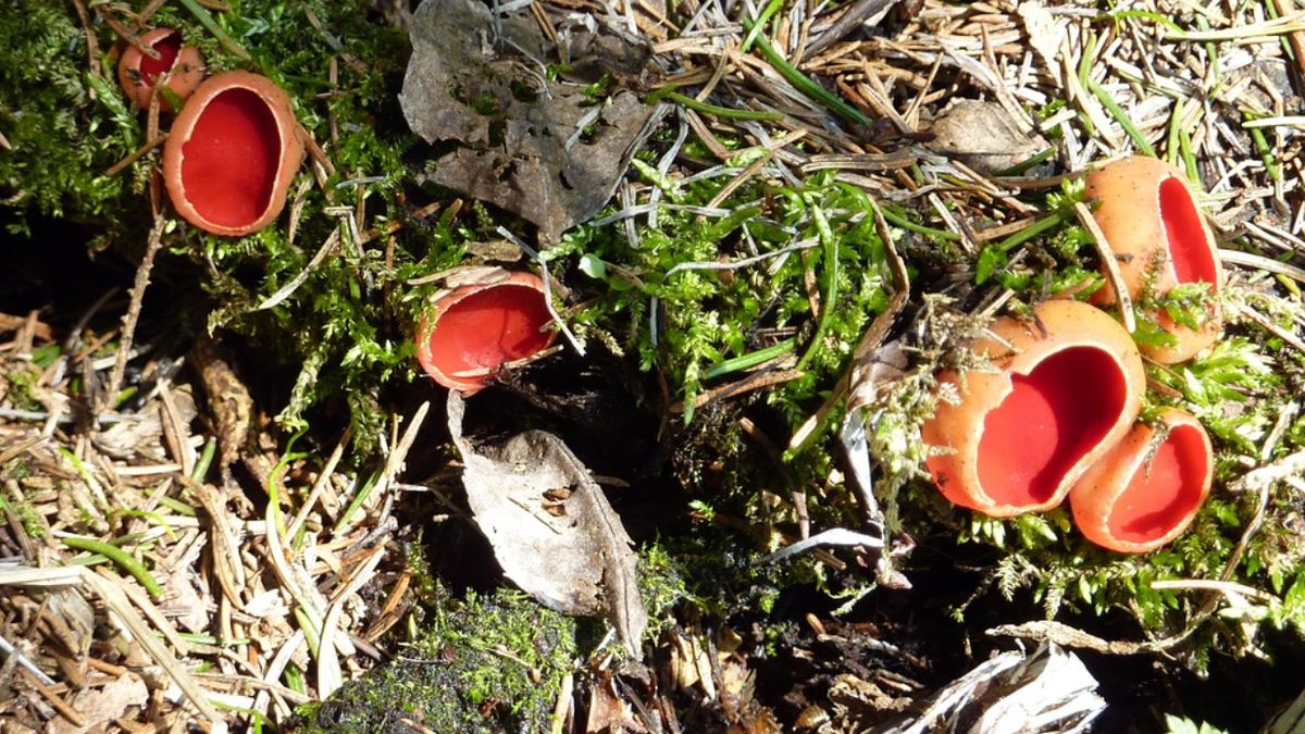 Nietypowy grzyb w polskich lasach