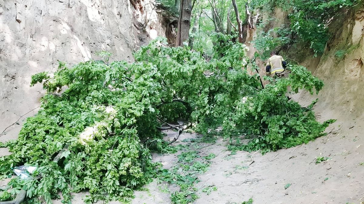 Na grupę dzieci w Kazimierzu Dolnym spadła gałąź