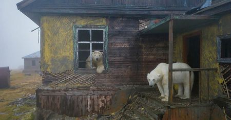 Niedźwiedzie polarne opanowały dawną stacje pogodową. Fotograf był zaskoczony