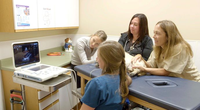 Weterynarz z powołania