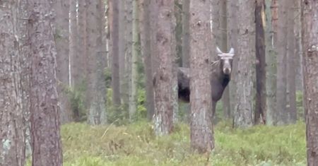 Te zwierzęta pojawiły się w pasie nadmorskim. Przyłapał je leśniczy!