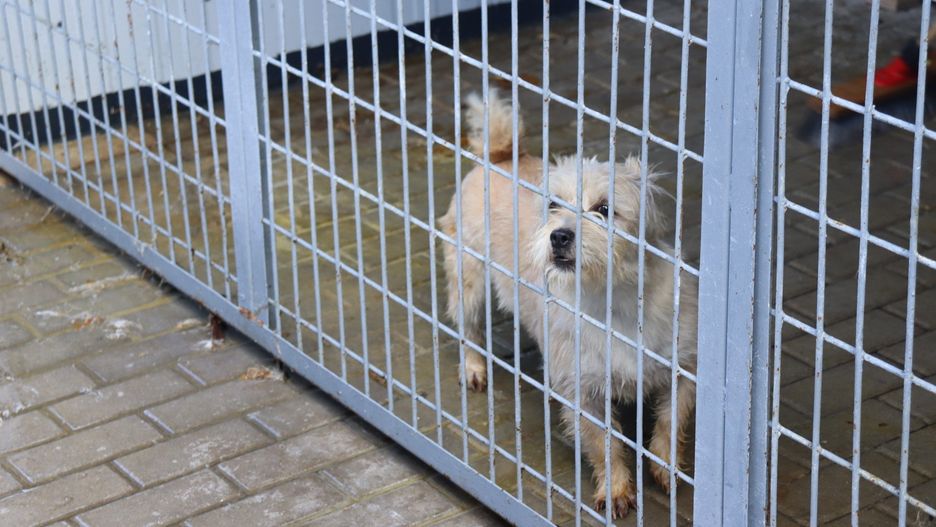 Bezpańskie psy z terenu gminy Łęczyca znajdują się w schronisku w Jasionce (pow. zgierski).