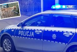 Przestał karmić psa. Powód przeraża