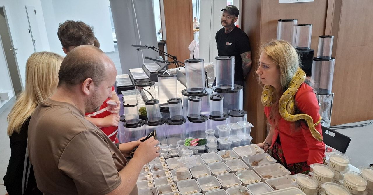 Radom: Drugi dzień Dragon Expo. Gratka dla miłośników egzotycznych zwierząt
