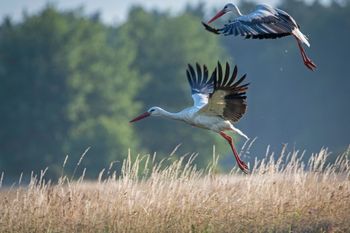 Kolejne przypadki śmierci bocianów. Co dzieje się w Niemczech?