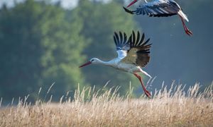 Kolejne przypadki śmierci bocianów. Co dzieje się w Niemczech?