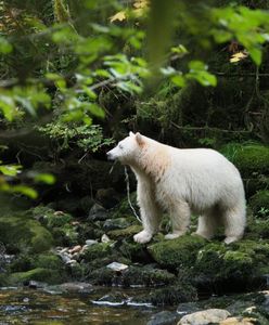 Białe niedźwiedzie w soczyście zielonym lesie. "Widok jak z krainy duchów"