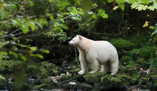 Białe niedźwiedzie w soczyście zielonym lesie. "Widok jak z krainy duchów"