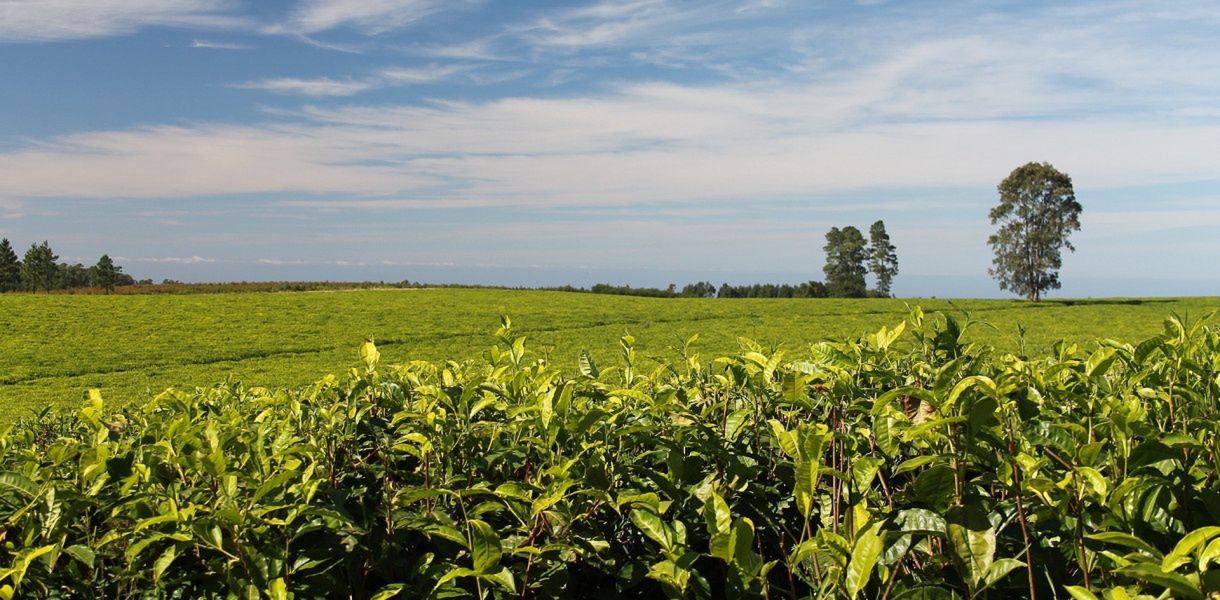 Czym jest land grabbing