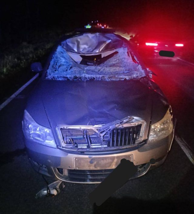 Łoś wbiegł na drogę krajową nr 48. Auto zmiażdżone, kierowca bez obrażeń (zdjęcia)