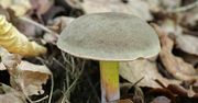 Raczej nie zbieramy tego grzyba z zamszowym kapeluszem. Wytrawni grzybiarze wiedzą, że jest rewelacyjny do pierogów