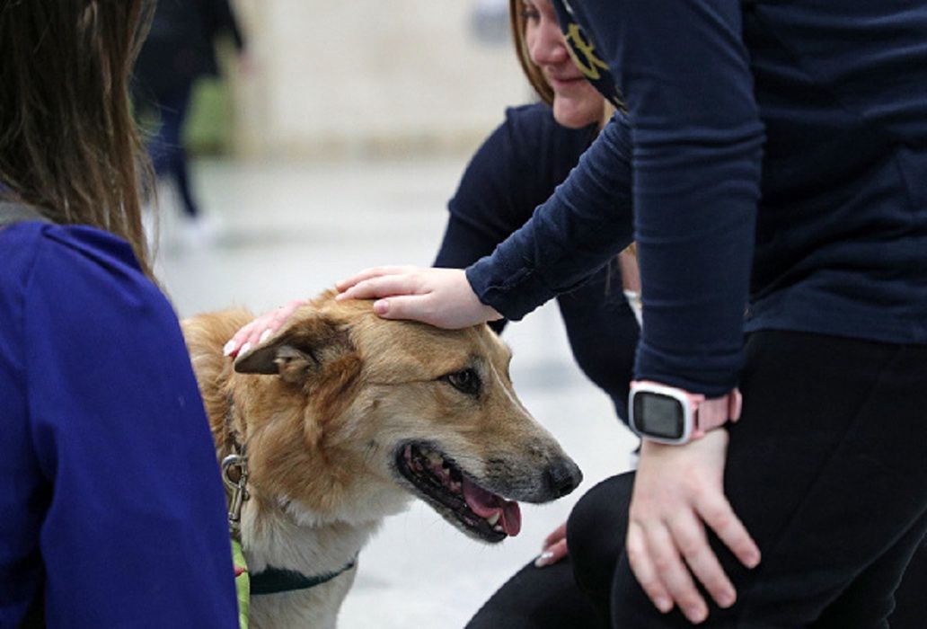 Psy wykrywają koronawirusa w 10 sekund?! Niezwykłe wieści z Helsinek