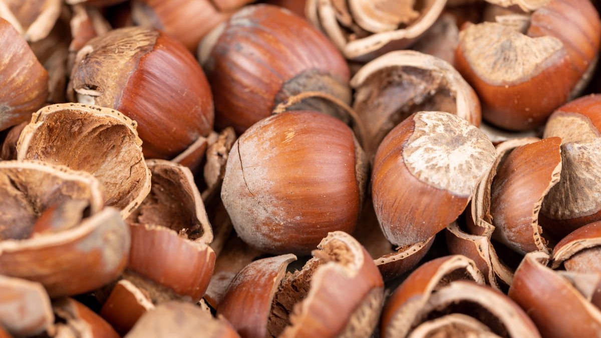 Jak ułatwić sobie obieranie orzechów laskowych?