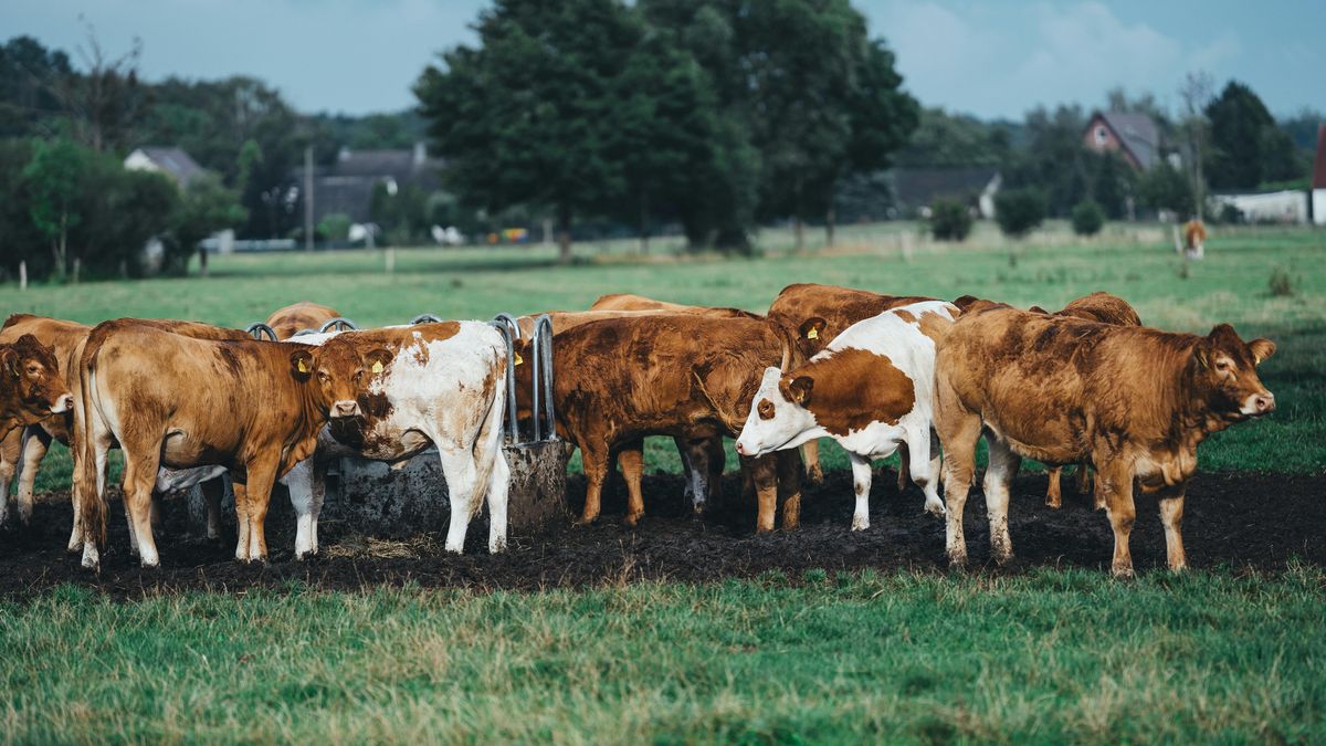 Krowy, zdjęcie poglądowe