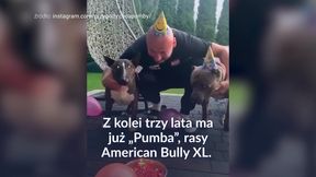 #dziejesiewsporcie: Szpilka śpiewał psom "sto lat"