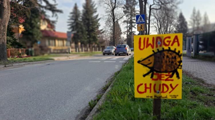 Ogólnopolska akcja "Uwaga jeże". Polanica-Zdrój stawia tabliczki przy drogach