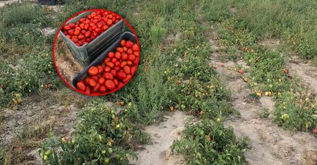 70 groszy za kilogram. Rolnik organizuje samozbiory pomidorów