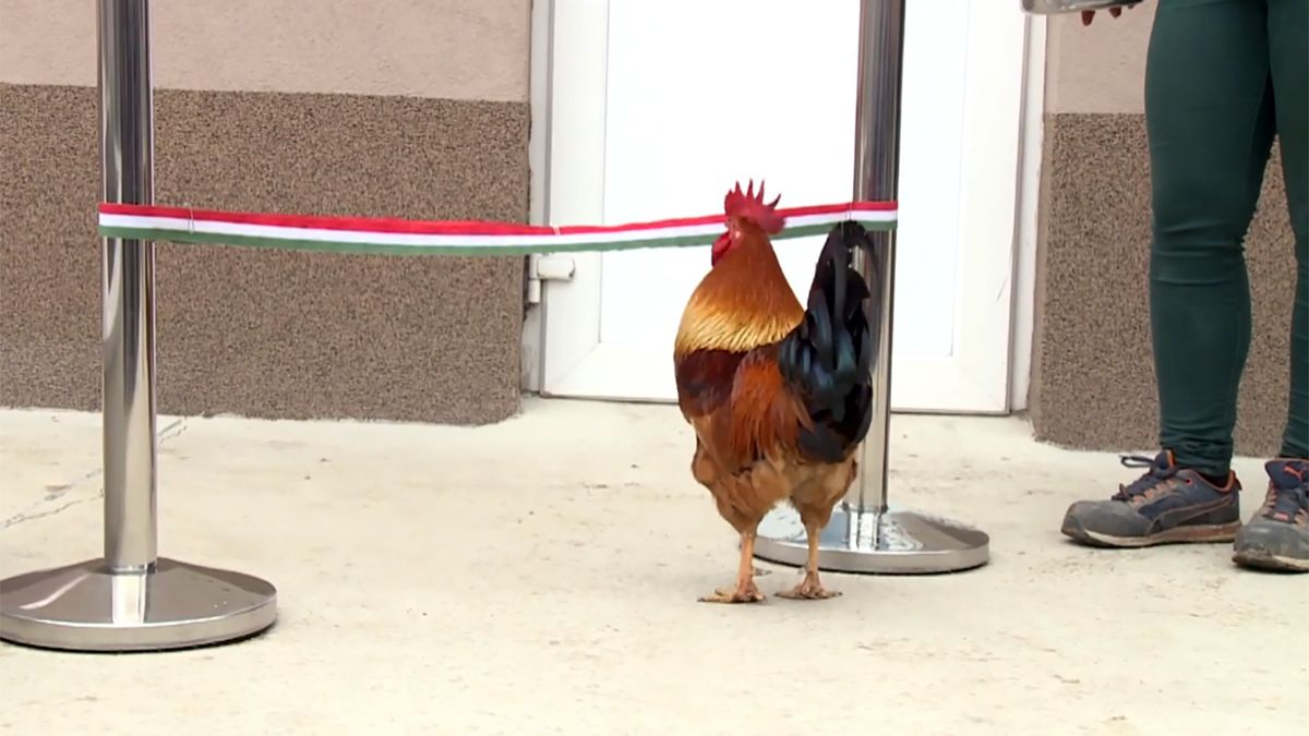 Kogut z powodzeniem zerwał oficjalną wstęgę i otworzył nowy miejski obiekt