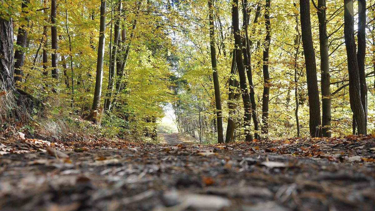 Makabra pod Włocławkiem. Co już wiadomo?