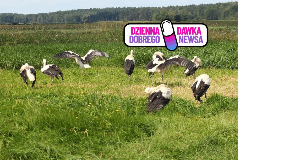 ZOO wypuściło 17 bocianów na wolność. Ich los był w rękach ludzi