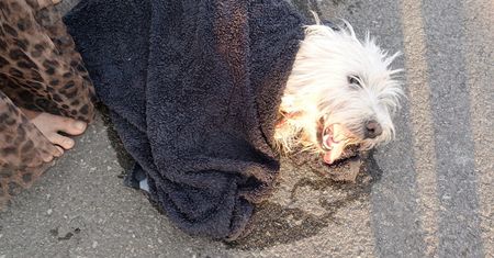 "Kolejna ofiara ludzkiej głupoty". Świadkowie wezwali policję