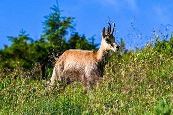Tatry: Dlaczego ubywa kozic? Królowe turni pod lupą badaczy UJ