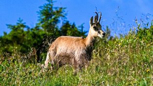 Tatry: Dlaczego ubywa kozic? Królowe turni pod lupą badaczy UJ