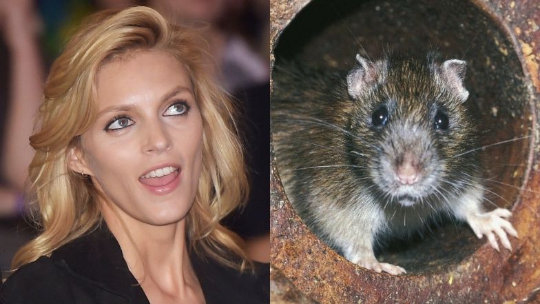 Anja Rubik pozuje ze szczurami we włoskim "Vogue'u"