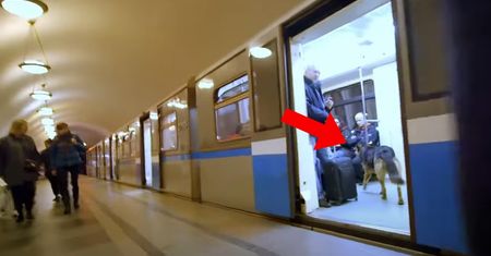 Psy w rosyjskim metrze. Wsiadają i jadą razem z ludźmi