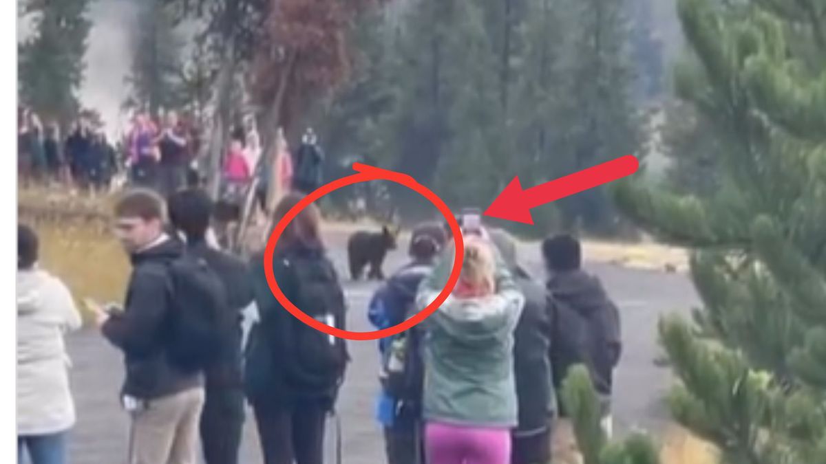 Turyści otoczyli niedźwiedzicę z młodymi by robić im zdjęcia