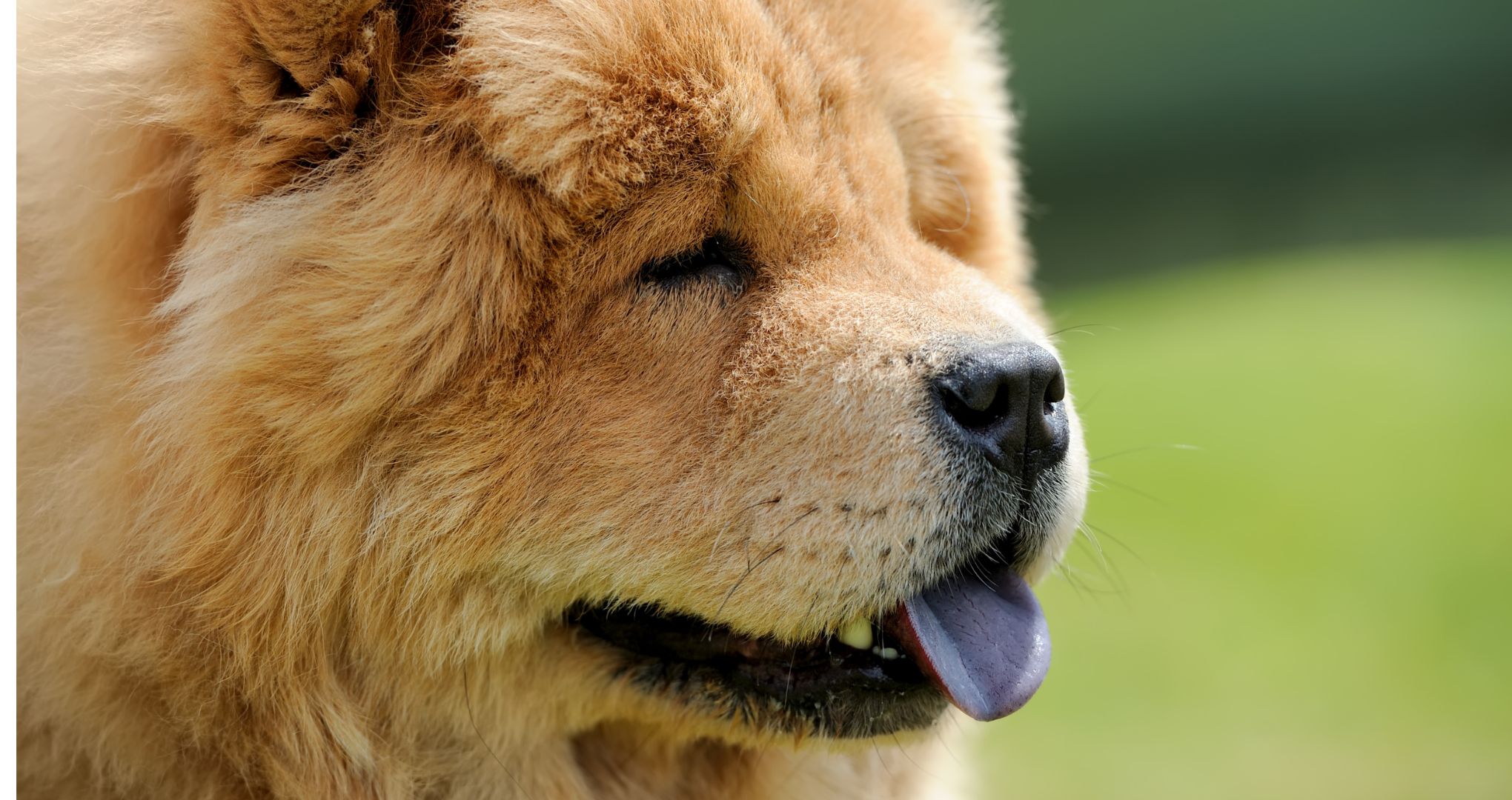 Shar Pei, pies z niebieskim językiem