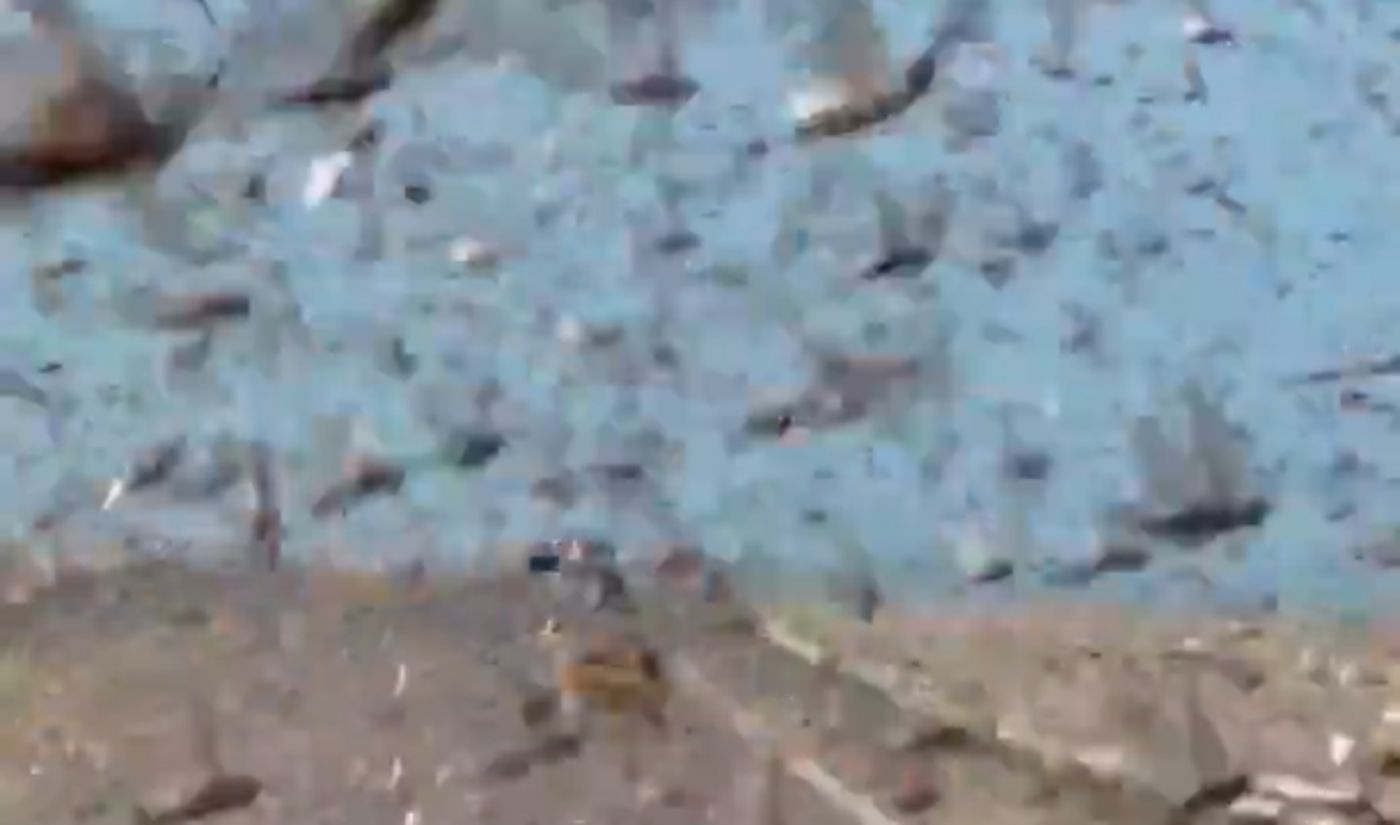 Plaga szarańczy na Saharze