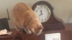 Kot na pianinie. Zabawne nagranie właściciela