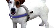 Futurystyczna uprząż dla naszych zwierzaków?