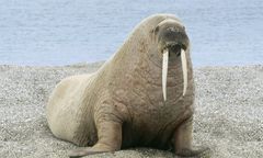 Szok nad Bałtykiem. Mors wygrzewał się na plaży