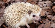 Jeż pigmejski - komunijny hit?