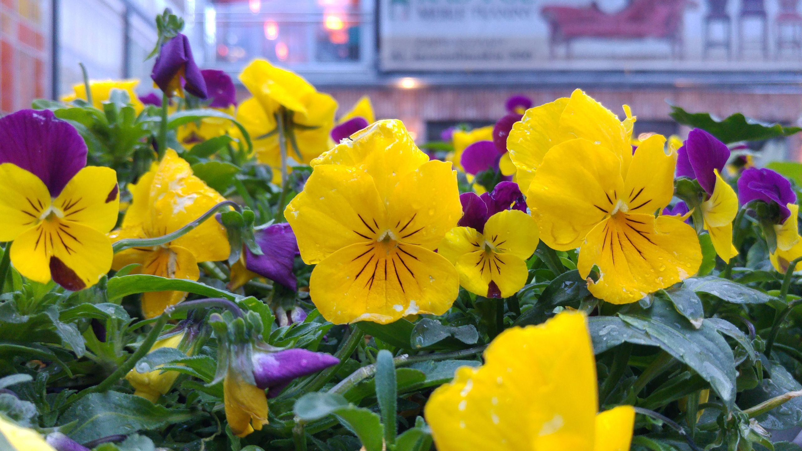 Huawei P8 vs LG G Flex2 vs LG G4 - który robi najlepsze zdjęcia? 14