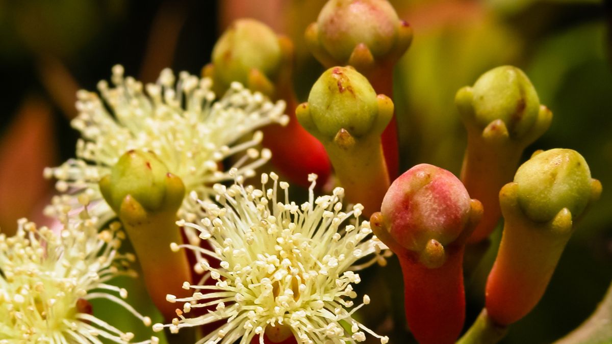 Goździki to zamknięte i wysuszone pąki kwiatowe czepetki pachnącej