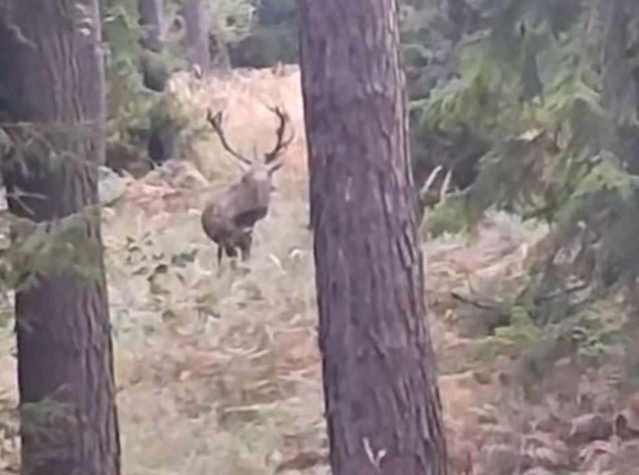 Zaczęło się w lasach. Leśnicy ostrzegają